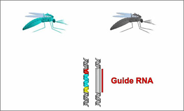 An emerging technology called "gene drives" could potentially be used to spread particular genomic alterations through targeted wild populations over many generations. Click on the image above to view an animation that describes the technology. Credit: Wyss Institute