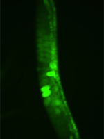 Eggs with chromosomal abnormalities due to environmental toxin exposure glow green in a <i>C. elegans</i> worm. Image: Colaiácovo lab