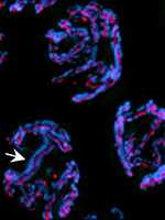 Synaptonemal complexes (red) zip chromosome pairs together (blue) in cells undergoing the first phase of meiosis. Image: Colaiácovo lab