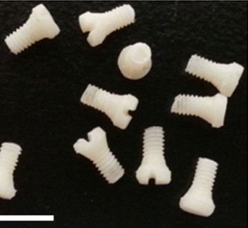 Surgical screws made from silk protein. Image: Samuel Lin Lab/BIDMC