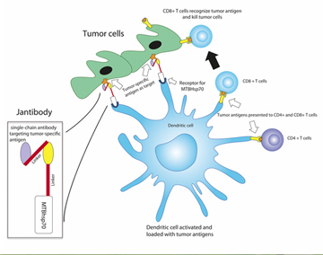 The Jantibody fusion protein, combining an antibody fragment targeting an antigen found on tumor cells with an immune-response-inducing protein (MTBhsp70), activates dendritic cells against several tumor antigens and induces a number of T-cell-based immune responses. Image: Jianping Yuan, Mass General Vaccine and Immunotherapy Center