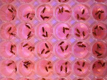 A new kind of tumor drug screen using fruit flies has found that half of stem cell-targeting chemotherapy drugs cause a side effect that may contribute to tumor recurrence. Image: Jonathan DiRusso