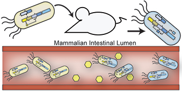 In this schematic, engineered probiotic E. coli bacteria have colonized the mammalian intestine and “remember” exposure to an environmental signal, indicated by the cells turning blue. Image: Jonathan Kotula