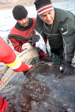 From left, Frank McCann assists Martin Nweeia as he holds a heart monitor with leads attached to the narwhal's skin while solutions are washed over its tusk. Image: Isabelle Groc