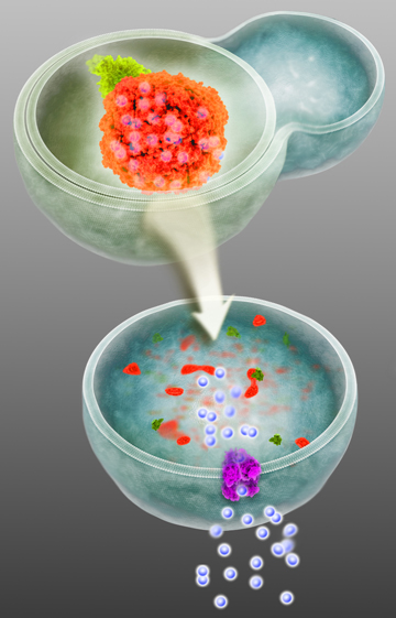 Ferritin with stored iron (red structure with blue spheres) is delivered by NCOA4 (green), the newly characterized autophagy receptor for ferritin, into a double-membrane autophagosome undergoing fusion with a lysosome. The fused autophagosome-lysosome (autophagolysosome) degrades ferritin leading to release of iron (small blue spheres) to be utilized by the cell. Image: Eric D. Smith and Joseph D. Mancias