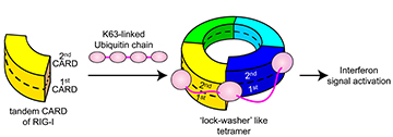 Ubiquitin (pink ovals) doesn't just tag proteins for recycling. It also may help keep the antiviral immune response in balance. Image: Sun Hur