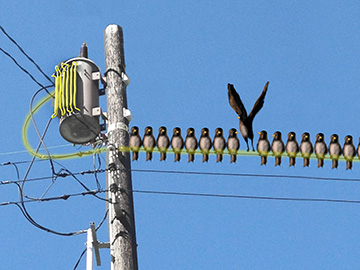 Like a transformer surge that makes birds on a wire take flight, new research has found that the receptor Frizzled-2 can induce cancer cells to migrate. Image: O'Reilly Science Art