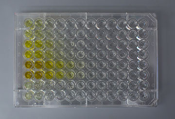  New computational model simulates therapeutic protein behavior to inform better drug design. In the experiment pictured here, the yellow color change indicates a successful protein interaction. Image: Wyss Institute