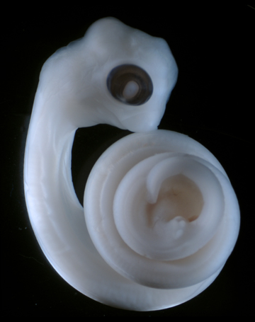 Python embryo at 11 days after oviposition (egg-laying). The right hemipenis (genitalia) bud and vestigial limb-bud can be seen near the tail end of the embryo, in the center of the tail "spiral" (two white "blobs"). Image: Patrick Tschopp