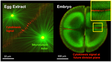 Both the cell-free egg extract system and embryos recruit critical signaling molecules necessary for cytokinesis signaling. In these micrographs, fluorescently labeled microtubules are green and Aurora B, the cytokinesis signal, is red. Images: Mitchison Lab