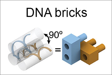 The DNA-brick self-assembly method uses short, synthetic strands of DNA that bind and interlock like Lego bricks. Credit: Harvard's Wyss Institute