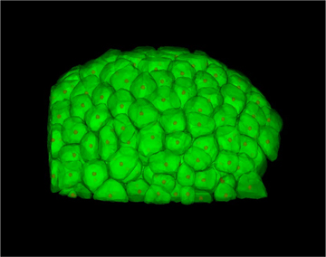 Tracking each cell in a growing zebra fish allows researchers to tease out patterns in cell shape and cell division orientation from the chaos of development. Image: Megason lab.