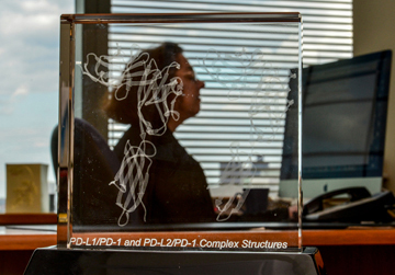A model of PD-L1/PD-1 and PD-L2/PD-1 complex structures in the office of Arlene Sharpe. Image: Steve Lipofsky