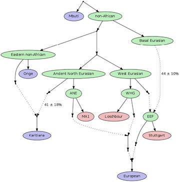 Revised flow chart of European ancestry incorporating the new data about Ancient North Eurasians (ANE), West European hunter-gatherers (WHG), early European farmers (EEF) and Basal Eurasians. Image courtesy David Reich