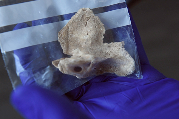 A petrous bone like those used in the study. Image: Rick Groleau