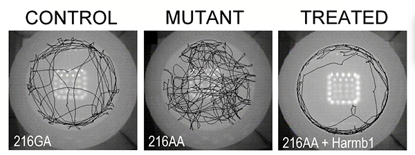 In this open field test, mice were allowed to explore while the track beneath them recorded their path. These images, recorded over two and a half minutes, show that normal mice stayed mainly at the periphery of the circular field. The mutant mice showed repeated circling behavior, indicating their lack of equilibrium. In the third panel, the mutant mice resumed a near-normal pattern when treated with gene therapy. Image: Gwenaëlle Géléoc and Alice Galvin