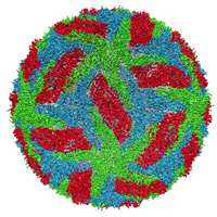 Protective membrane and membrane proteins of the dengue virus visualized with cryo-electron microscopy. Image: Hong Zhou, UCLA/NIH