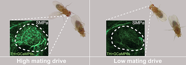 High dopamine levels corresponded with high mating drive in male flies (left), and low dopamine levels corresponded with low drive (right). Image: Stephen Zhang