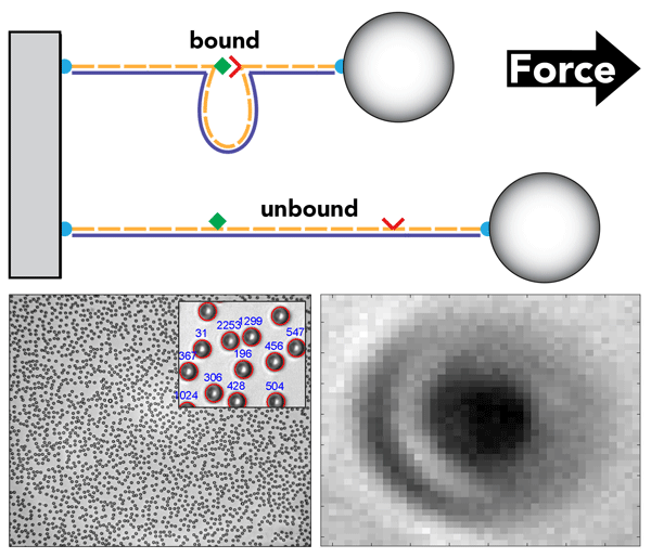 The picture on the top shows a DNA nanoswitch that forms a looped structure when a bond is formed between the attached reactive components (receptor-ligand pair shown in red and green); at one end it is attached to the sample stage and at the other to a bead (top). By applying centrifugal forces to the bead in the CFM device, the bond between the reactive components can be repeatedly ruptured, opening up the loop and increasing the length of the DNA tether (bottom), enabling highly reliable measurements of molecular interactions. In the centrifuge force microscope, many beads can be interrogated in parallel, enabling high-throughput single-molecule measurements (bottom left). In the video in the bottom right, the camera captures these rupture events in real time by registering the bead at a different spot. Image: Wyss Institute 