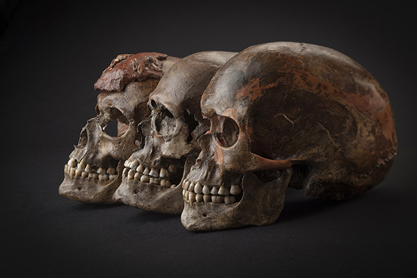 These three 35,000-year-old skulls from the Czech Republic were included in the study. Image copyright Martin Frouz and Jiří Svoboda