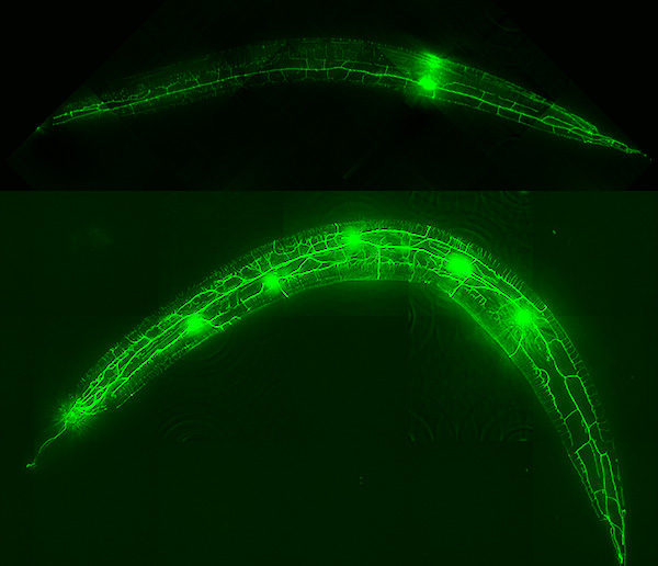 Yip discovered mutant worms with five sensory neurons on each side (bottom) instead of one (top). Images: Candice Yip