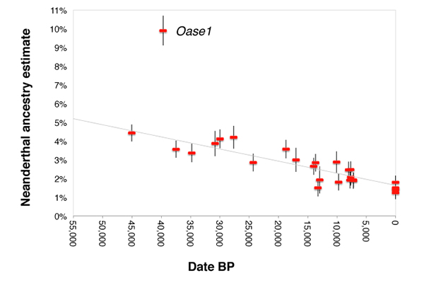 The study found that Neanderthal DNA has decreased over time in Europeans, even after excluding individuals such as "Oase1," who had a Neanderthal ancestor only a few generations back in his family tree. Image: David Reich