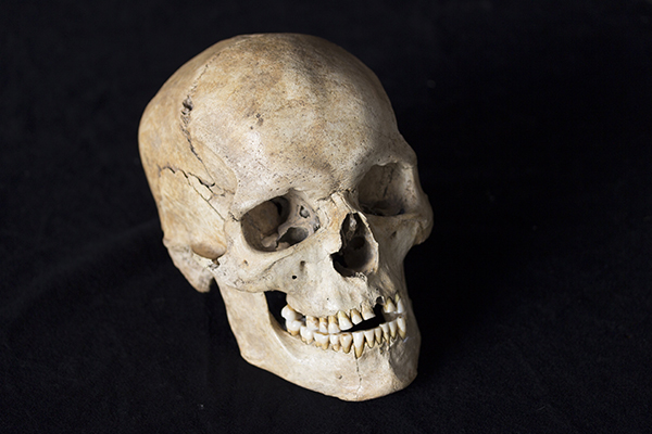 This skull came from an individual who lived in northeastern Italy around 14,000 years ago during the first big heat wave at the end of the ice age, when the genomes of Europeans and Near Easterners began to draw closer together. Image: Matteo Romandini, copyright University of Ferrara and Italian Ministry of Culture