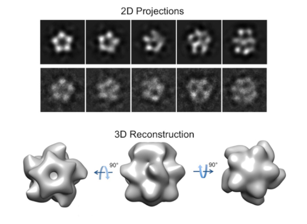 Electron microscopy provided a low-resolution image of MCU’s overall structure (top), which the researchers used to construct a 3-D model (bottom) before proceeding to nuclear magnetic resonance. Image: James Chou