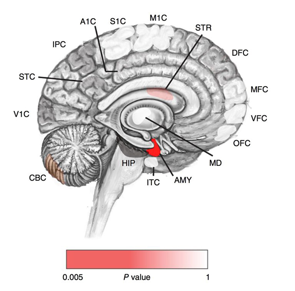 Brain distribution of post-zygotic somatic autism mutations. Image: Mohammed Uddin