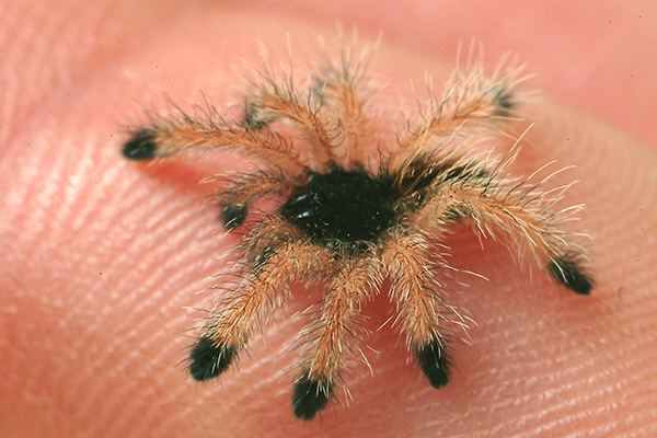 A baby Venezuelan tarantula. Image courtesy Raúl Padrón