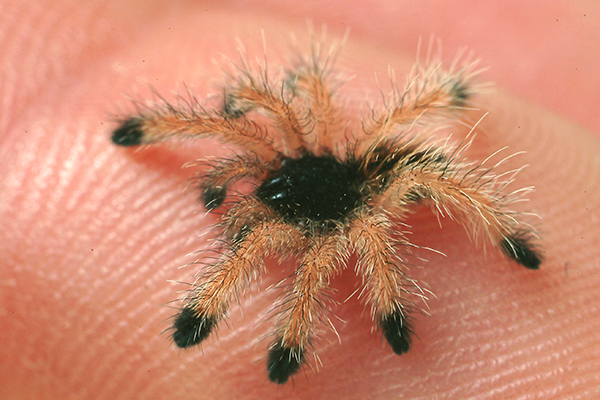 tarantula babies