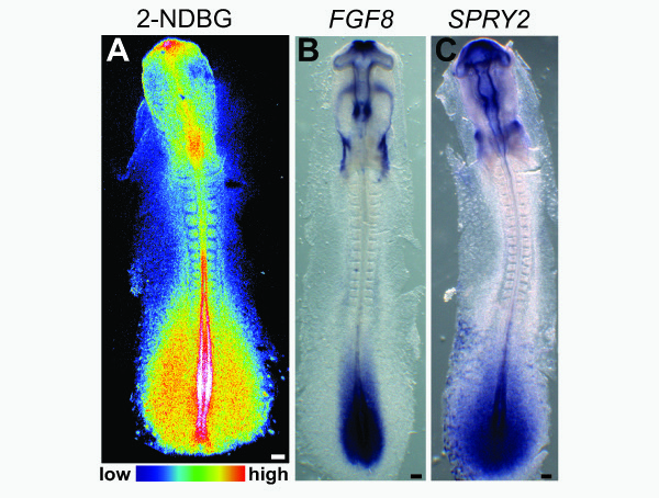 New research reveals that Warburg-like metabolism varies throughout a developing embryo, highest in the parts of the tail bud (bottom of image) where the organism is growing longer, shown in red and white. Image: Pourquié lab