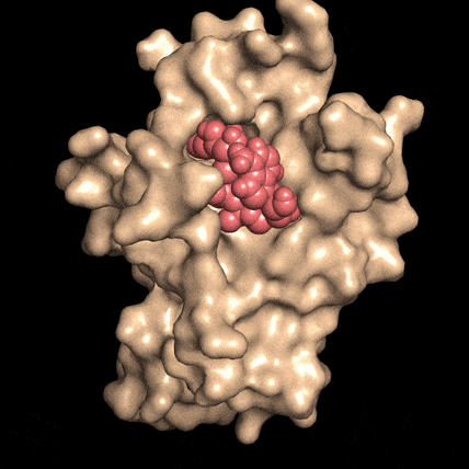 Disarming a rogue agent: When the NAD molecule (red), binds to the DBC1 protein (beige), it prevents DBC1 from attaching to and incapacitating a protein critical for DNA repair. Image: David Sinclair
