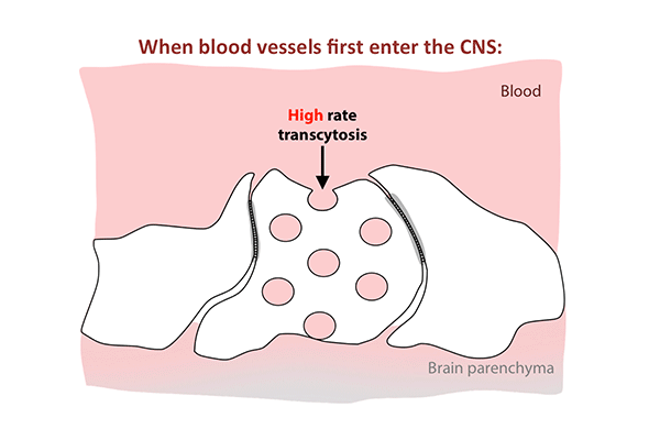 Transcytosis rates in the blood-retinal barrier fell in the 10 days after birth, while tight junctions remained in place. Animation: Chenghua Gu