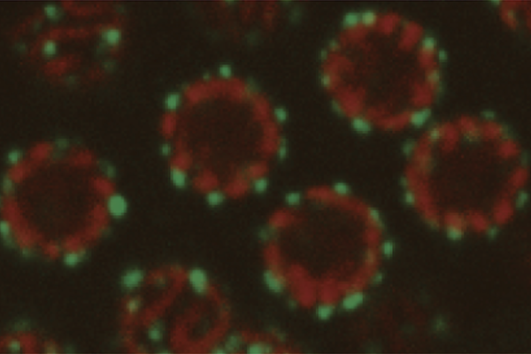 Z granules, shown in green, perch on the edge of cell nuclei, indicated in red. Image: Kennedy lab