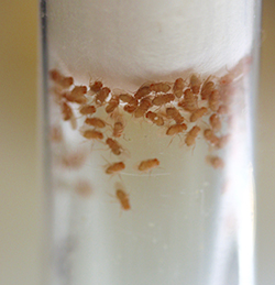 Fruit flies in a vial. Image: Stephanie Mohr