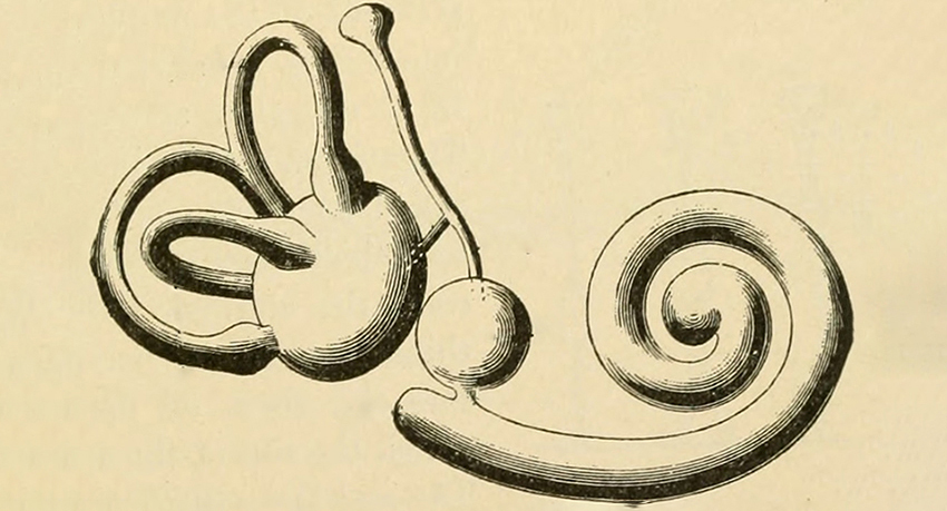 Illustration of the inner ear