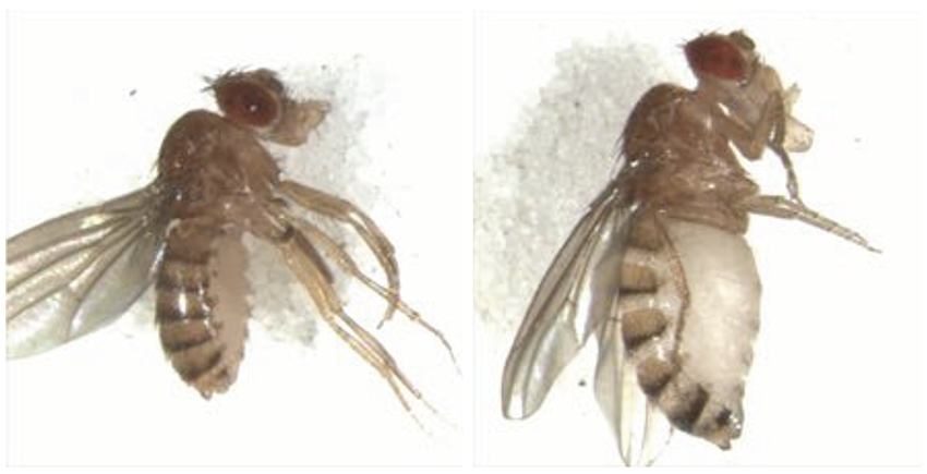 Close-up photographs of two flies, one with bloated, transparent belly