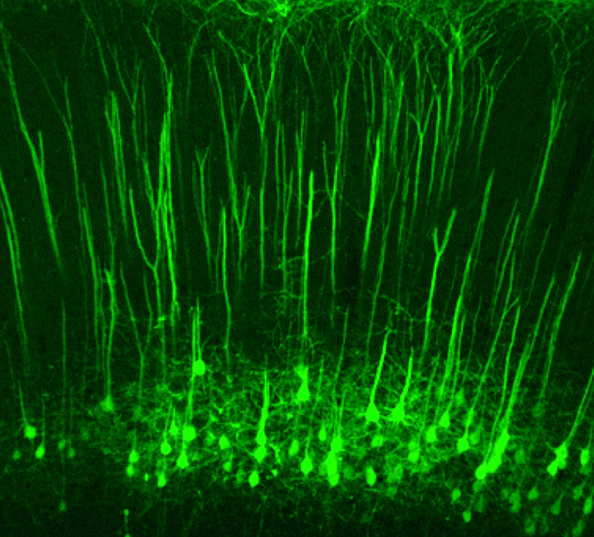 Neurons stained bright green stretch from bottom to top of image in parallel lines