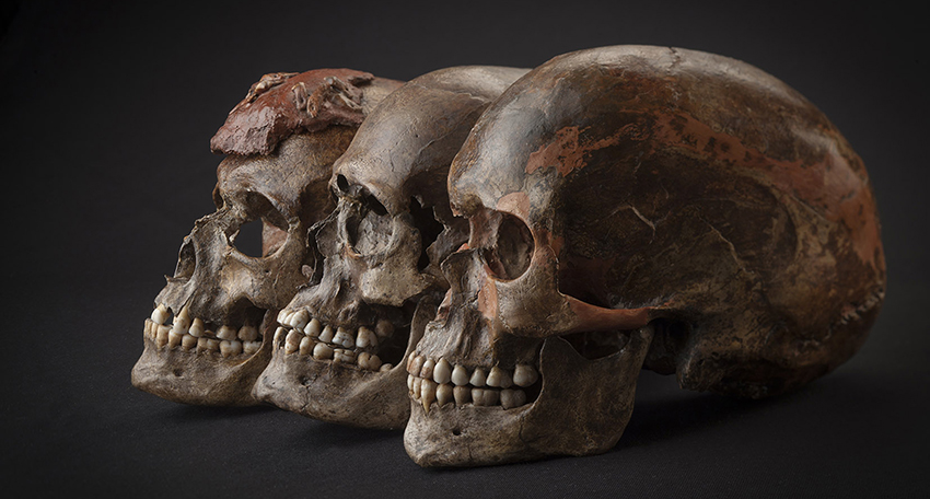 Three brown skulls against a dark background