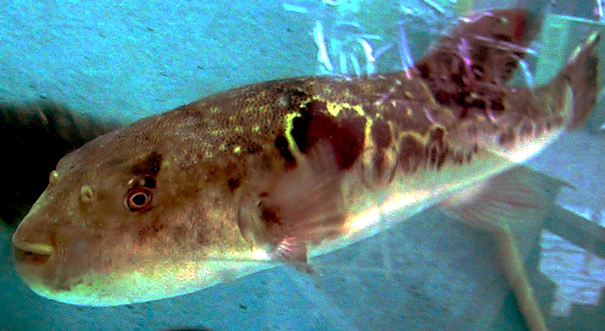 Shiny brown fish with small smiley mouth swims in tank