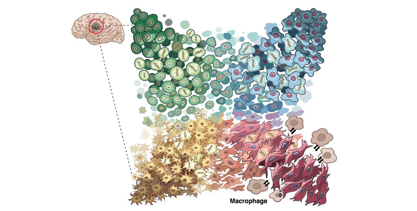 Illustration of four cell types in four colors making up corners of a square