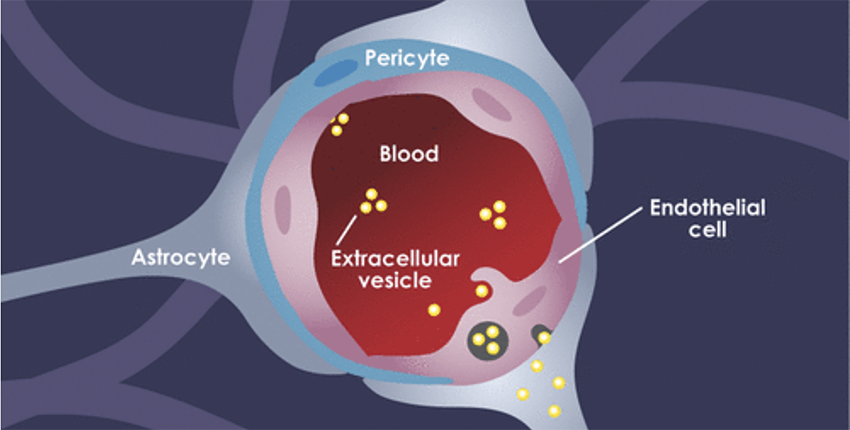 Cutaway illustration of a cell showing blood and EV inside, endothelial cell surrounding, pericyte on outside and astrocytes enclosing