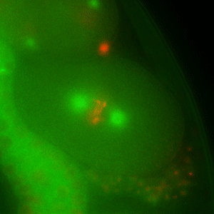 Animated gif of meiosis in green and red