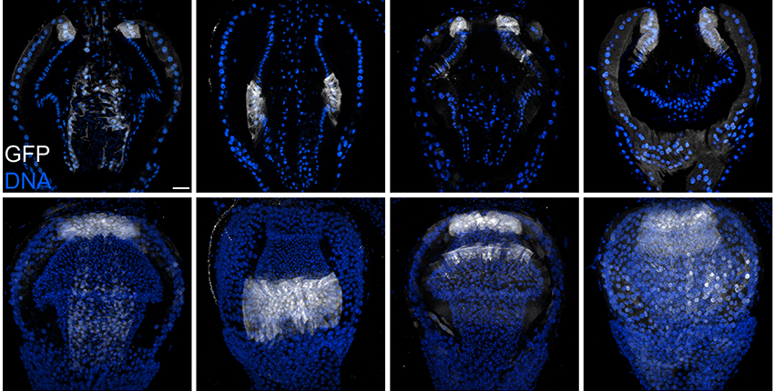 8 squares show blue and white patterns of cells in fly gut