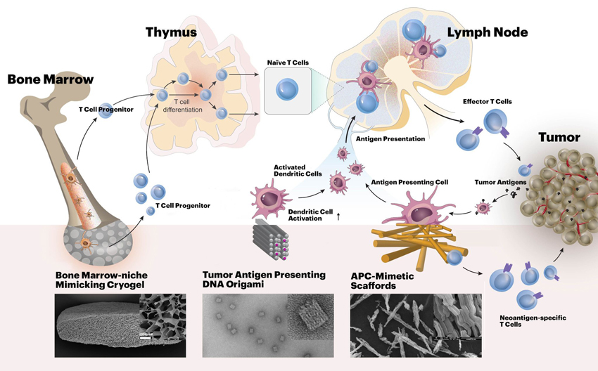 Diagram showing immunotherapy treatments for cancer with biomaterials at different stages of development