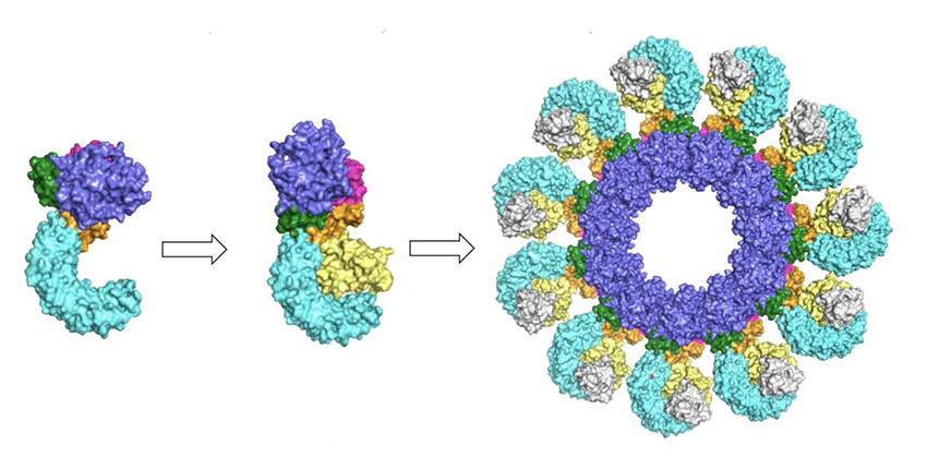 Illustration shows NLRP3 in various configurations with ribbons in different colors