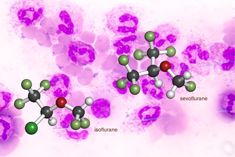two molecule illustrations look different against a background of purple cells