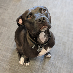 Small brown and pink pit bull looking up at camera