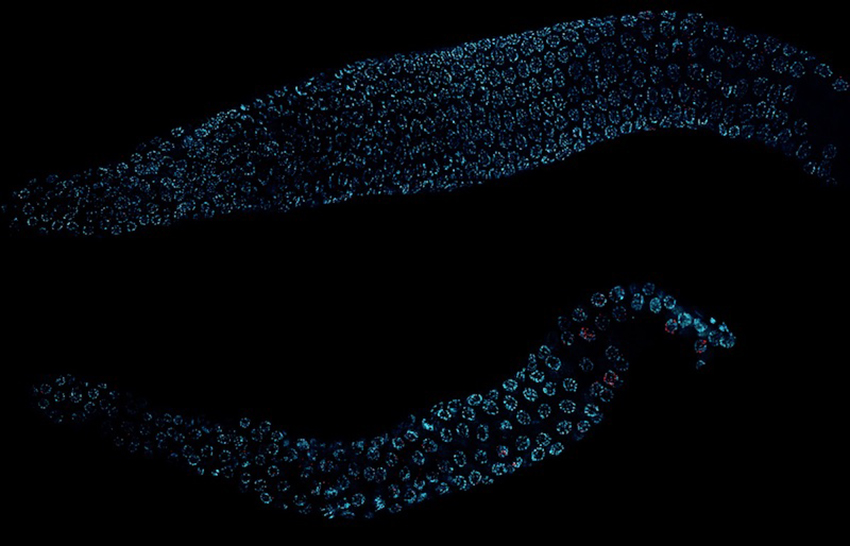 Cell nuclei glow blue against a black backdrop in micrographs of two C. elegans worms